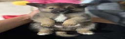 Mixed Breed dogs for sale: Mixed Breed 2 - Ad 4