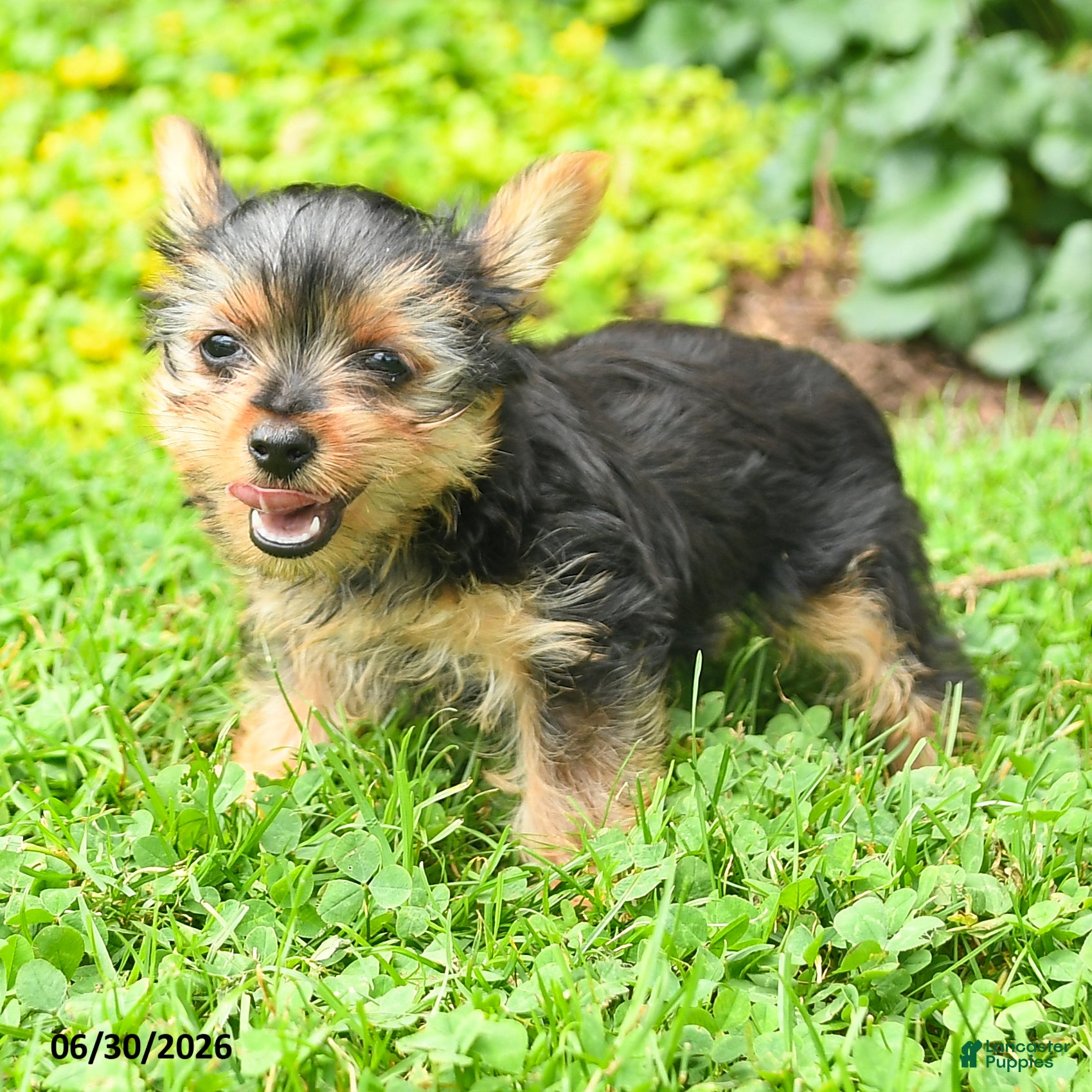 Yorkshire Terrier dogs Beauty - Ad 2