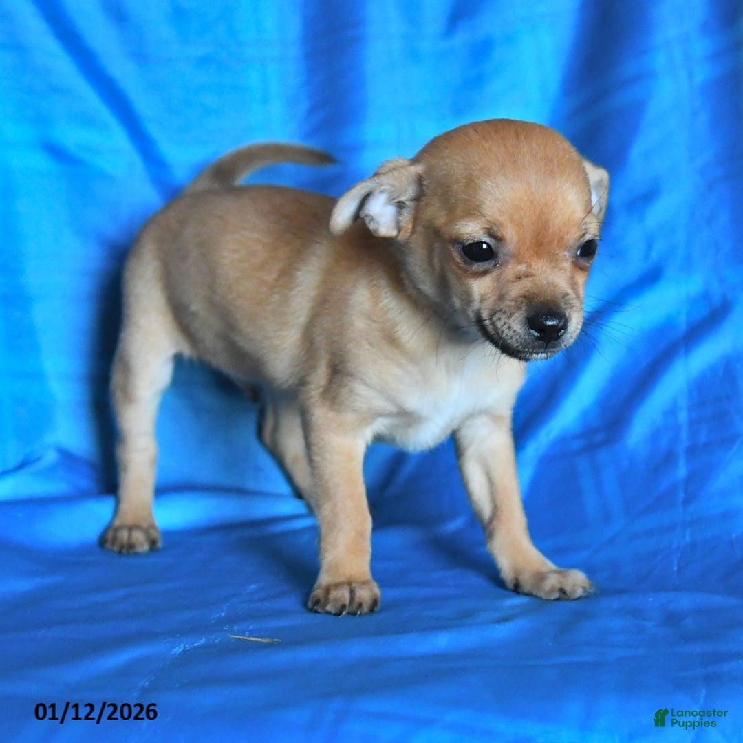 Chihuahua dogs for sale: Sprite - Ad 3