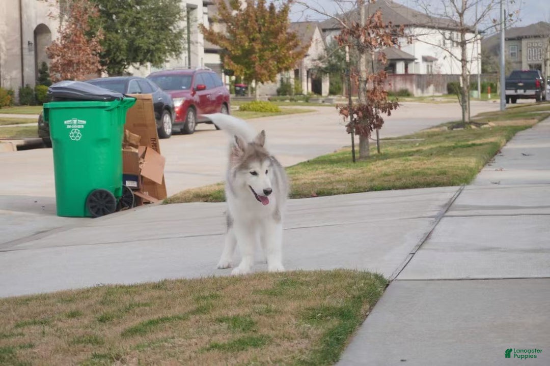 Alaskan Malamute dogs for sale: Xiao Lv - Ad 29