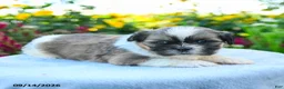 Shih Tzu dogs for sale: Mason - Ad 1