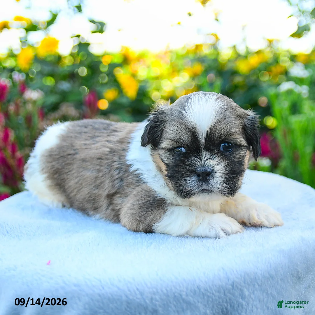 Shih Tzu dogs for sale: Mason - Ad 1