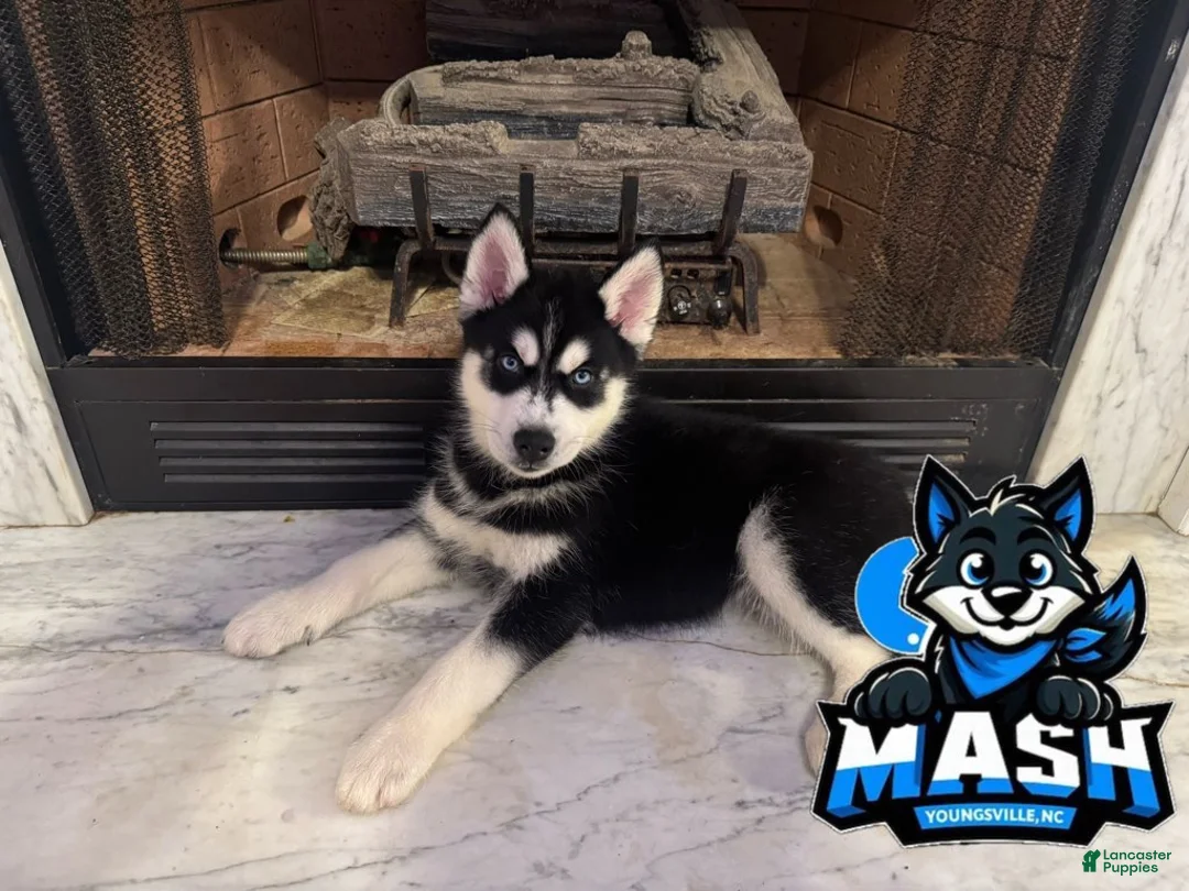Siberian Husky dogs for sale: Ham - Ad 1