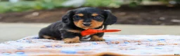 Miniature Dachshund dogs for sale: Clark - Ad 6