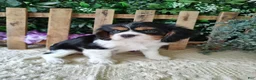 Cavalier King Charles Spaniel dogs for sale: Sasha - Ad 9