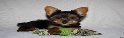 Yorkshire Terrier dogs for sale: JIMMY - Ad 4