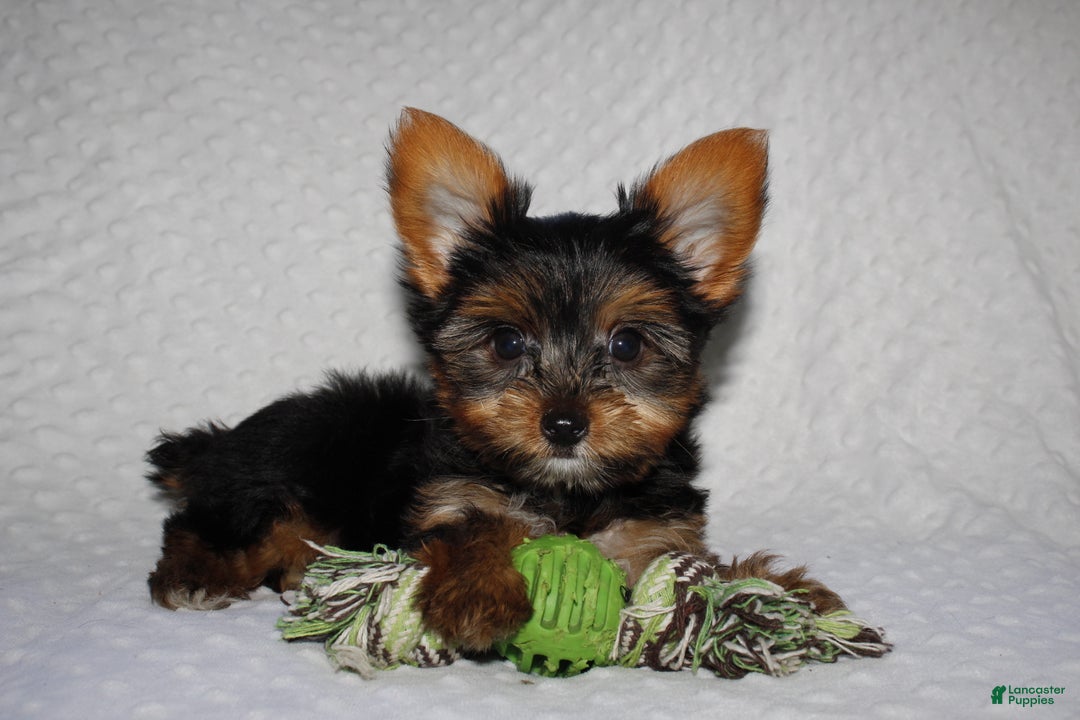 Yorkshire Terrier dogs for sale: JIMMY - Ad 4
