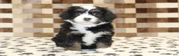 Mini Bernedoodle dogs for sale: Karly - Ad 2