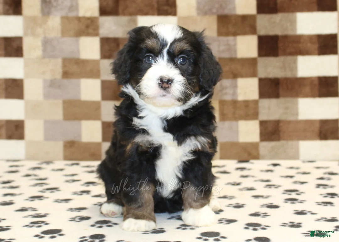 Mini Bernedoodle dogs for sale: Karly - Ad 2