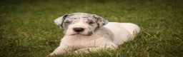 Great Dane dogs for sale: Colton Great Dane  - Ad 6