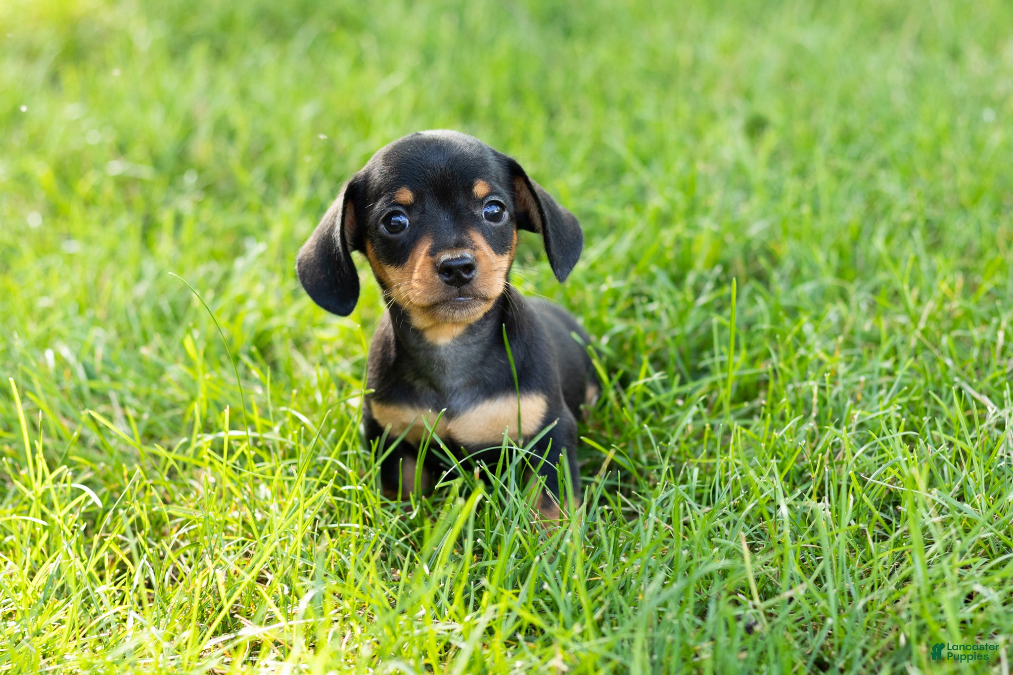 Miniature Dachshund dogs Oscar  - Ad 13