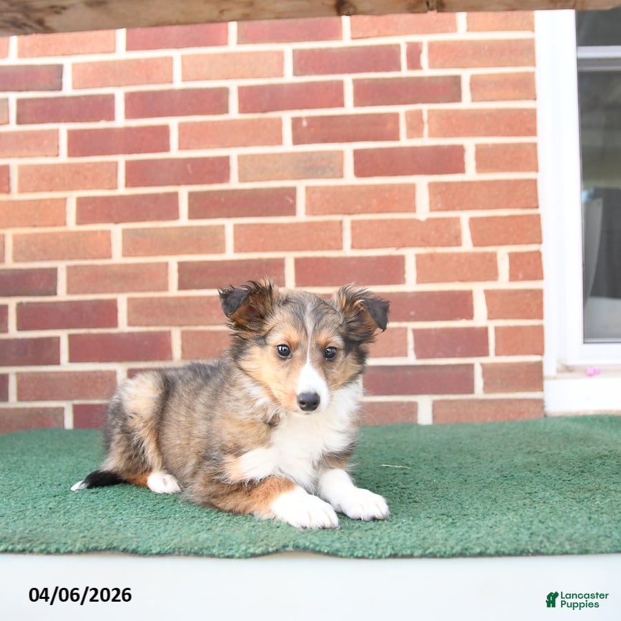 Shetland Sheepdog dogs Finn - Ad 2