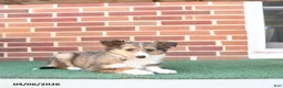 Shetland Sheepdog dogs for sale: Finn - Ad 2