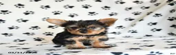 Yorkshire Terrier dogs for sale: Iris - Ad 3