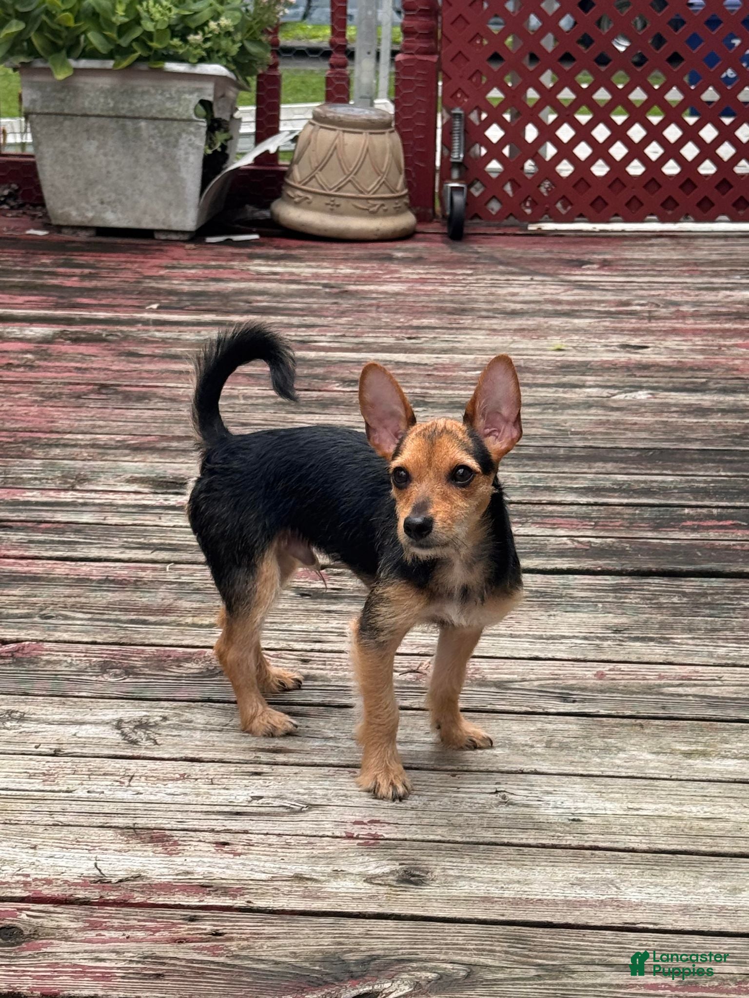Chorkie dogs Abe - Ad 24