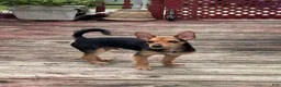 Chorkie dogs for sale: Abe - Ad 1
