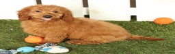 Mini Goldendoodle dogs for sale: Cash - Ad 2