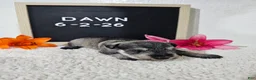 Miniature Schnauzer dogs for sale: Dawn - Ad 14