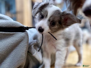 Mixed Breed dogs Slate - Ad 17