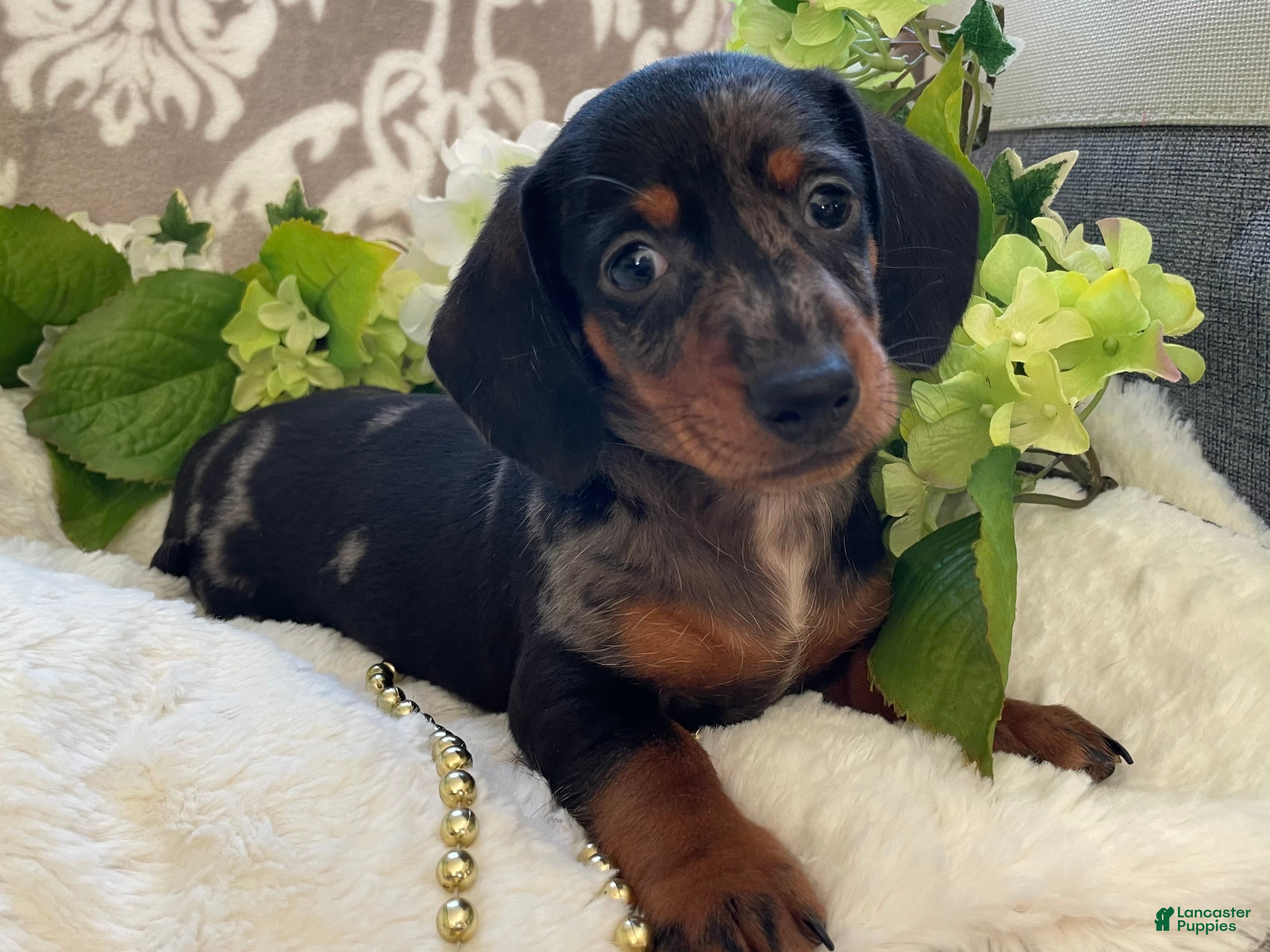 Miniature Dachshund dogs Ezra - Ad 1