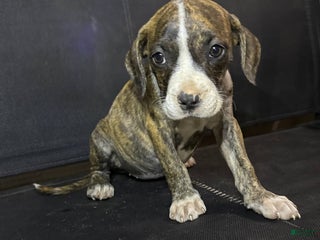 Mixed Breed dogs - Ad 23