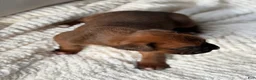Boxer dogs for sale: Remi - Ad 6
