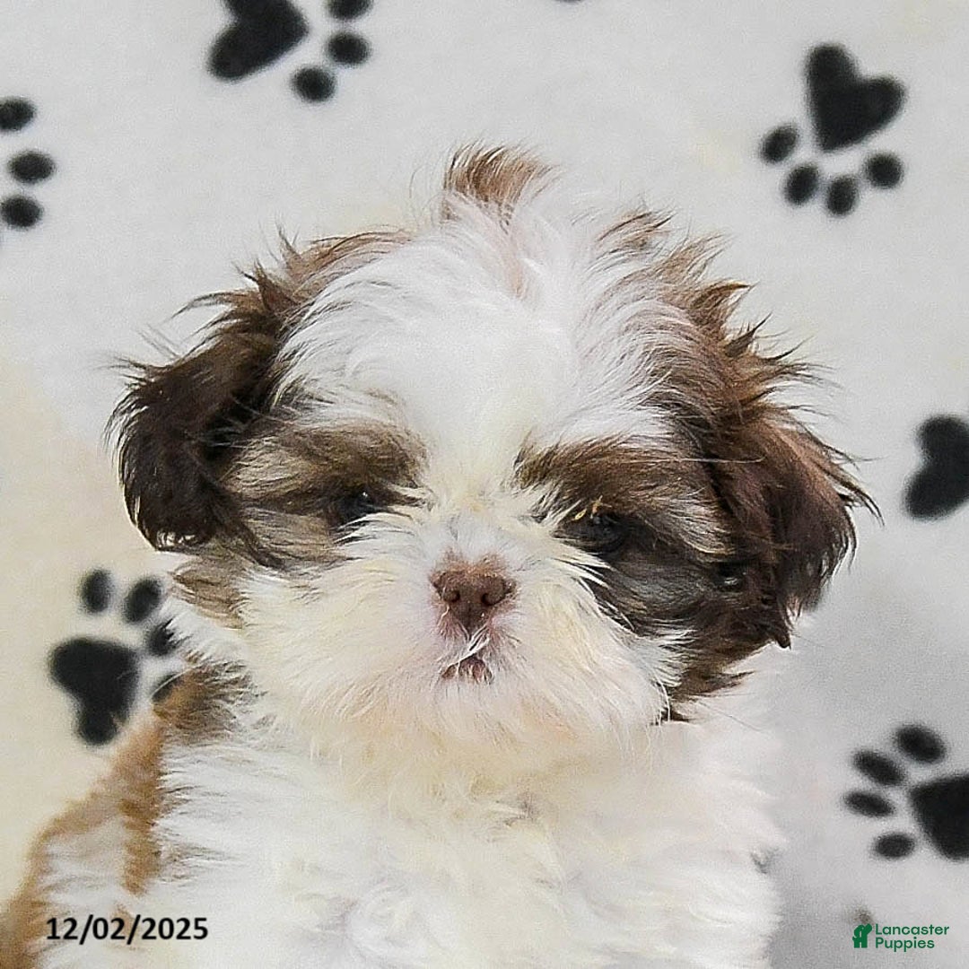 Shih Tzu dogs for sale: Patches - Ad 5
