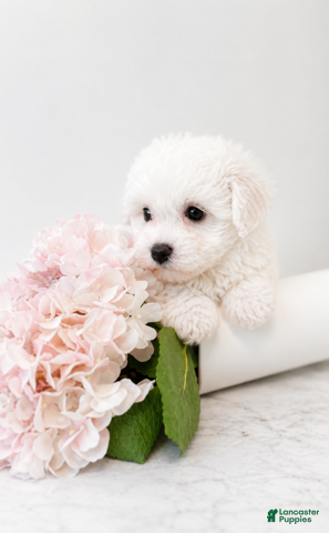 Maltipoo dogs Daisy - Ad 1