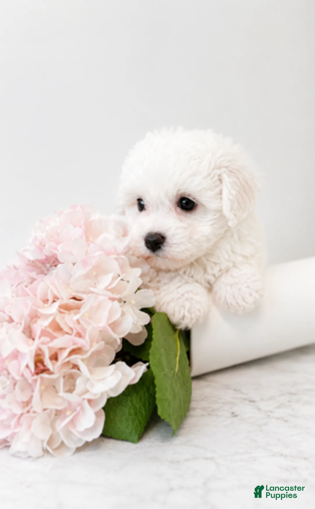 Maltipoo dogs for sale: Daisy - Ad 1