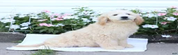 Mini Goldendoodle dogs for sale: Jared - Ad 3