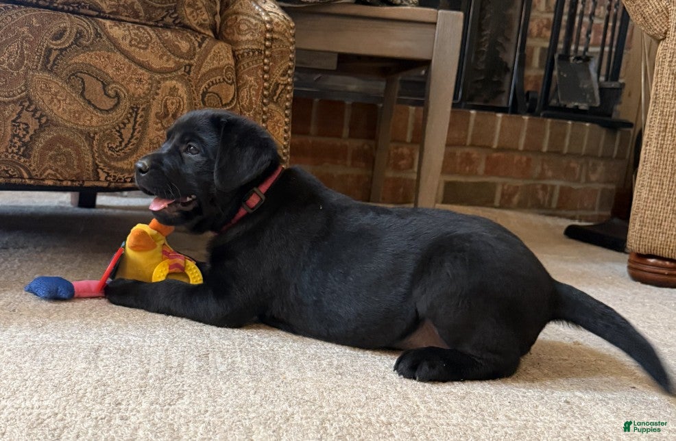 Labrador Retriever dogs Abby - Ad 2