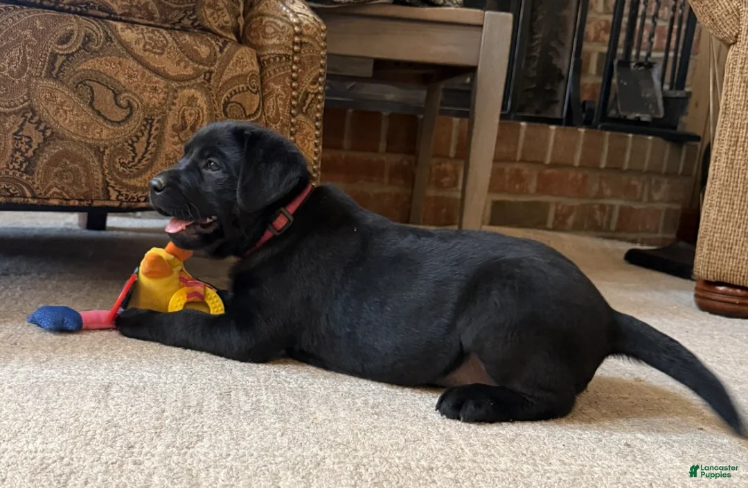 Labrador Retriever dogs for sale: Abby - Ad 2