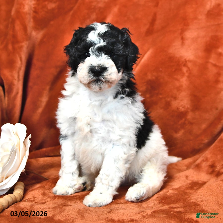 Mini Aussiedoodle dogs Snoopy - Ad 1