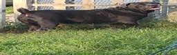 Cane Corso dogs for sale: Cane Corso 3 - Ad 2