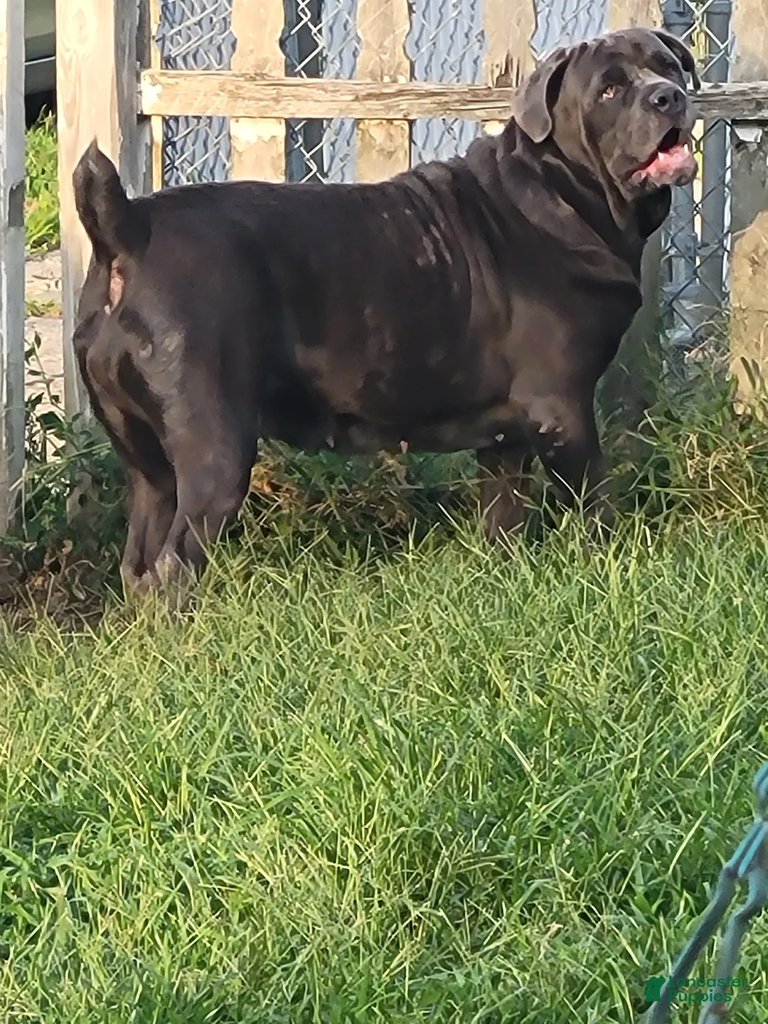 Cane Corso dogs for sale: Cane Corso 3 - Ad 2