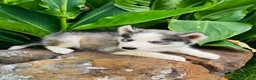 Siberian Husky dogs for sale: Sophie - Ad 5