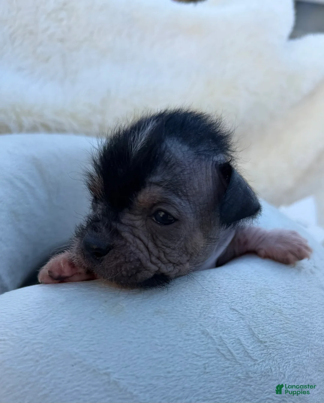 Mixed Breed dogs for sale: Mixed Breed Puppy 3 - Ad 2