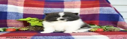 Pomeranian dogs for sale: Flipper - Ad 5