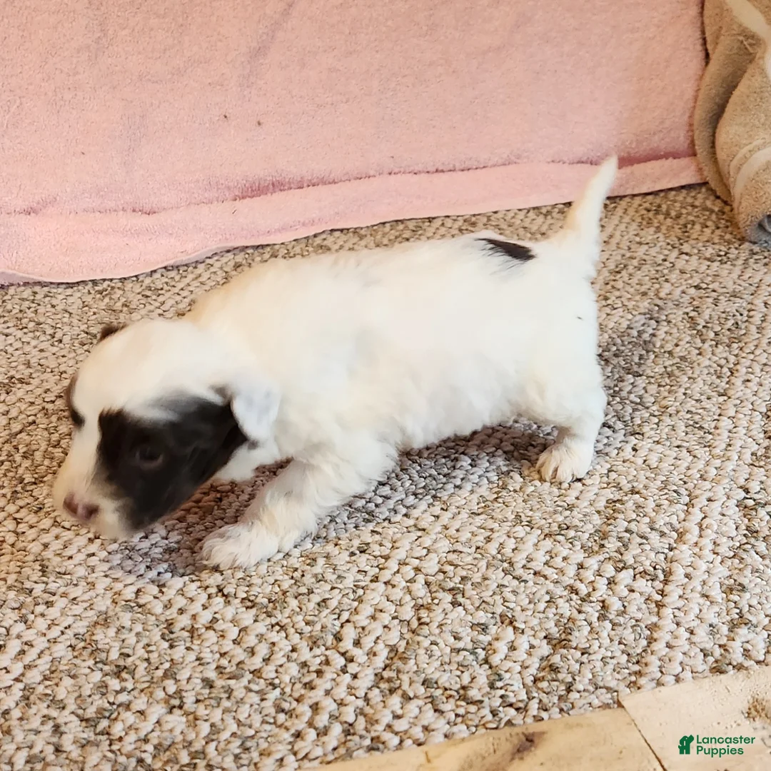 Portuguese Water Dog dogs for sale: Oakley - Ad 2