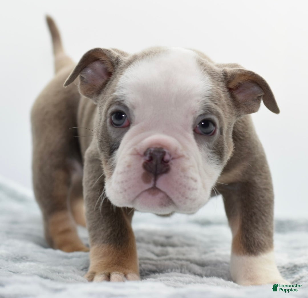 Mixed Breed dogs for sale: Turbo Merle blue eyes - Ad 12