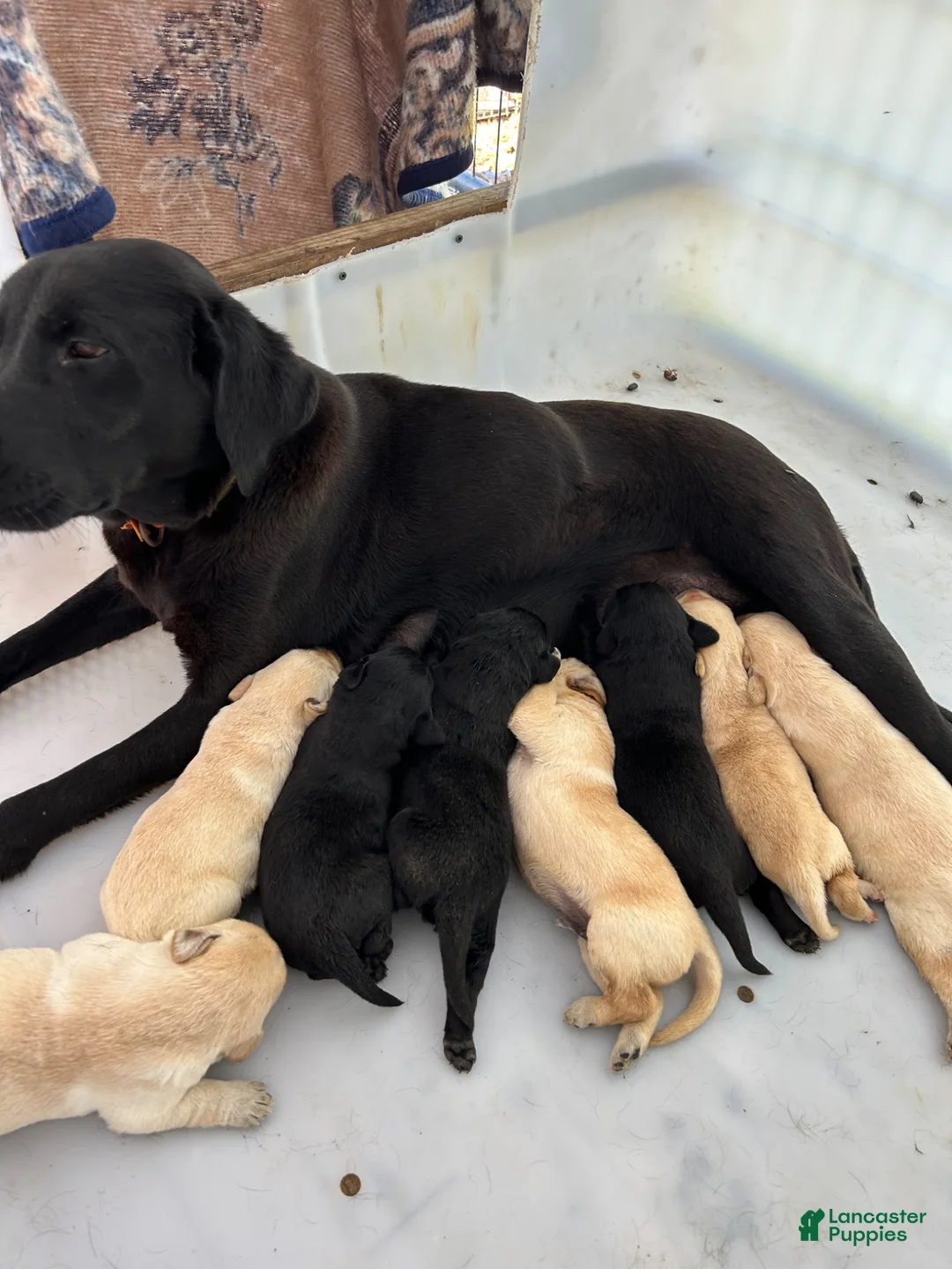 Labrador Retriever dogs for sale: Labrador Retriever Puppy 1 - Ad 3