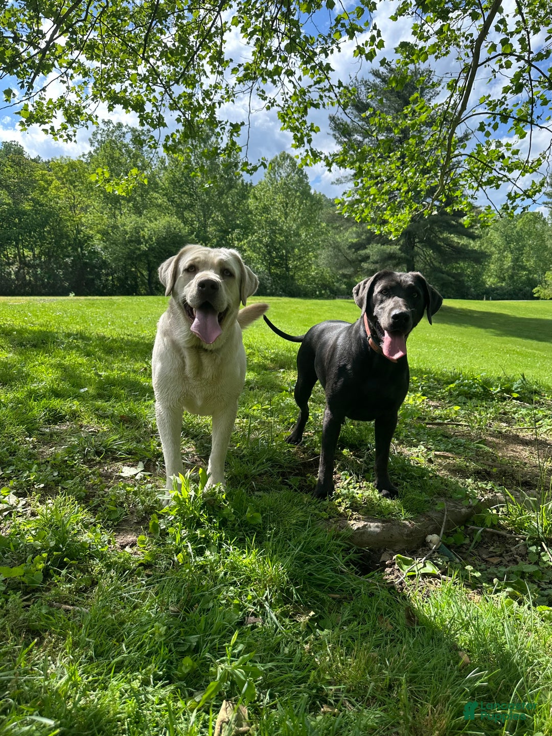 Labrador Retriever dogs for sale: Red - Ad 7