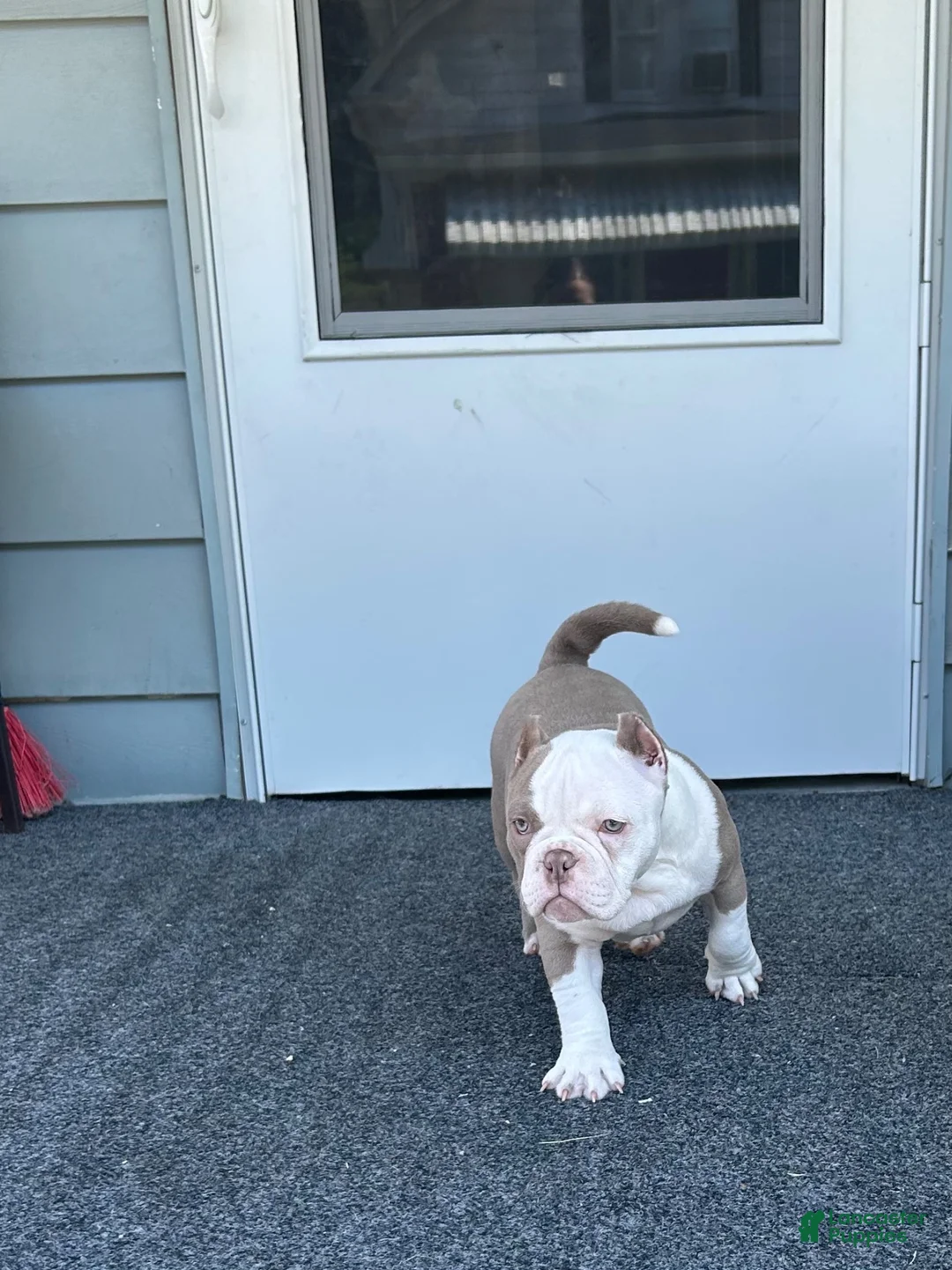 American Bully dogs for sale: American Bully 1 - Ad 2