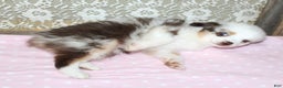 Toy Australian Shepherd dogs for sale: Toy Australian Shepherd Puppy 2 - Ad 2