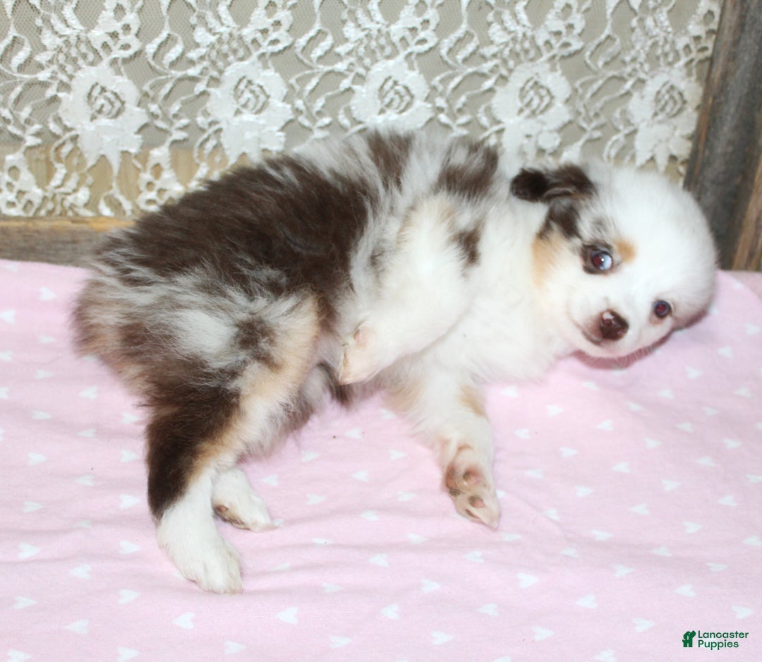 Toy Australian Shepherd dogs for sale: Toy Australian Shepherd Puppy 2 - Ad 2