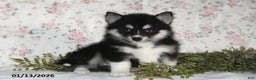 Pomsky dogs for sale: Kate - Ad 2
