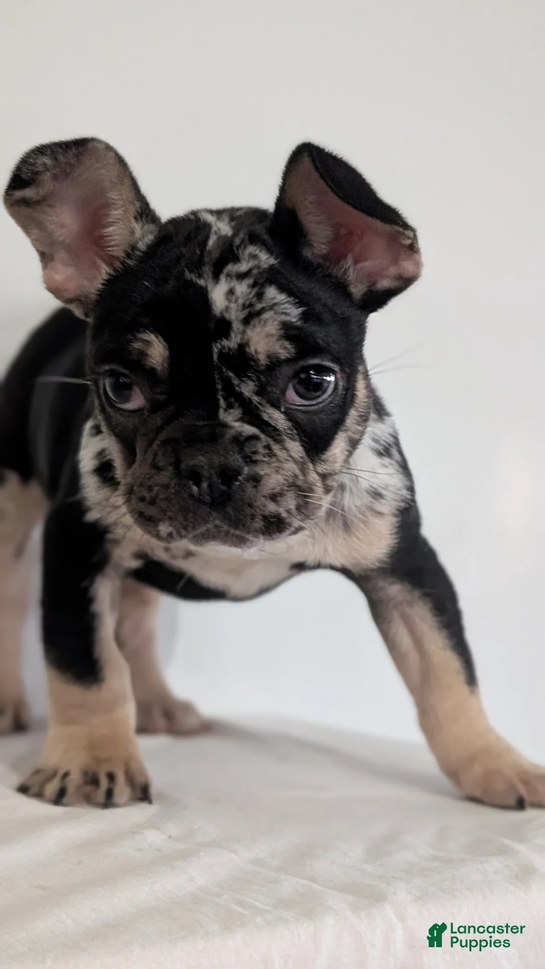 French Bulldog dogs for sale: Jax  - Ad 2