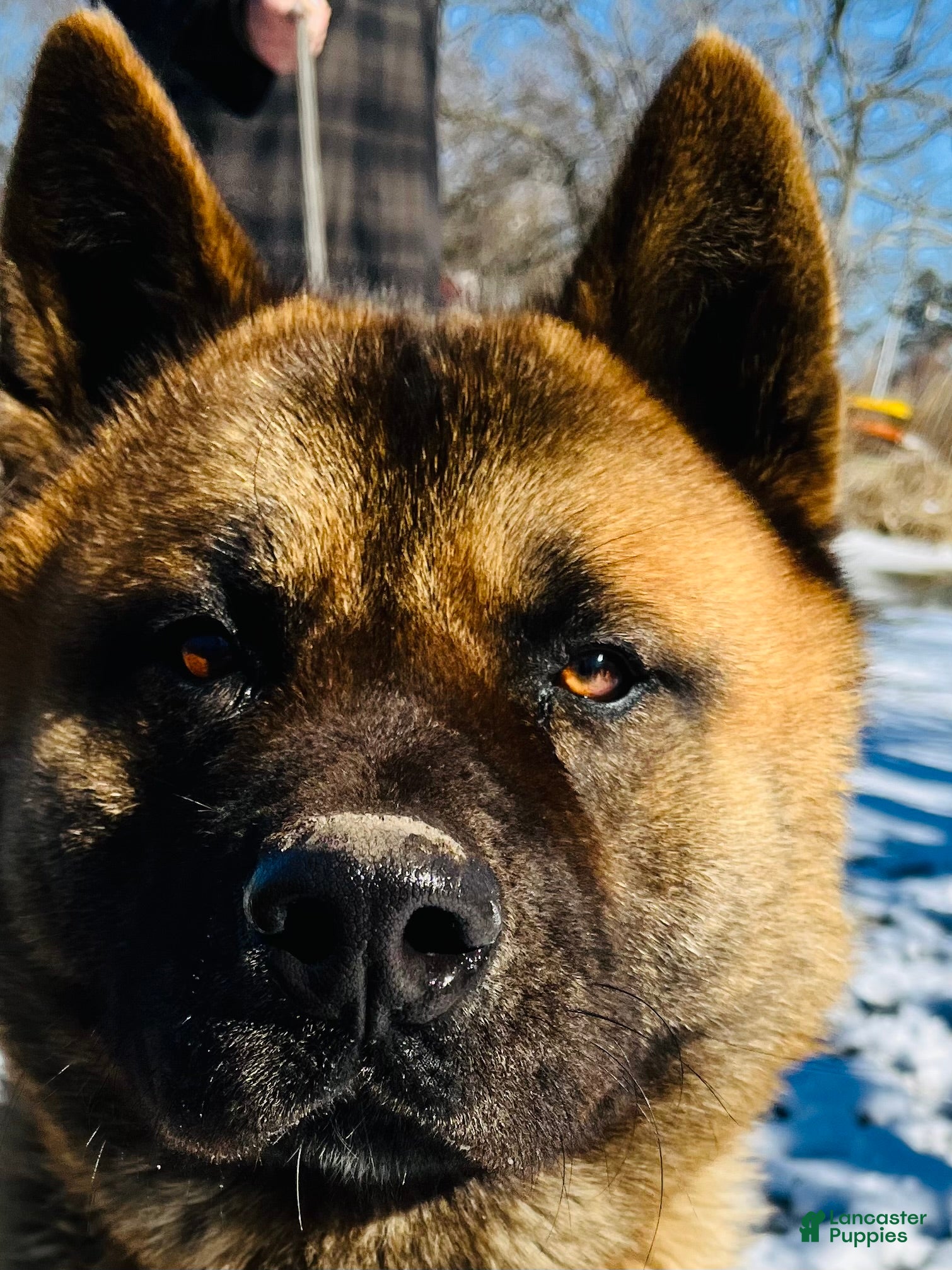 Akita dogs Cowboy  - Ad 2