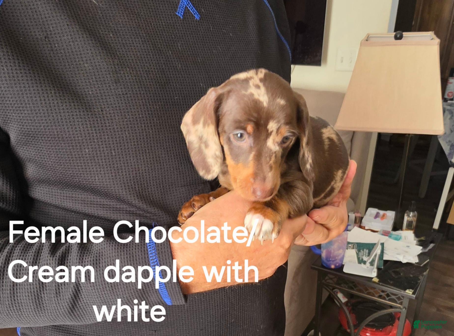 Miniature Dachshund dogs for sale: Chocolate/Cream Dapple with white markings Miniature Dachshund  - Ad 35