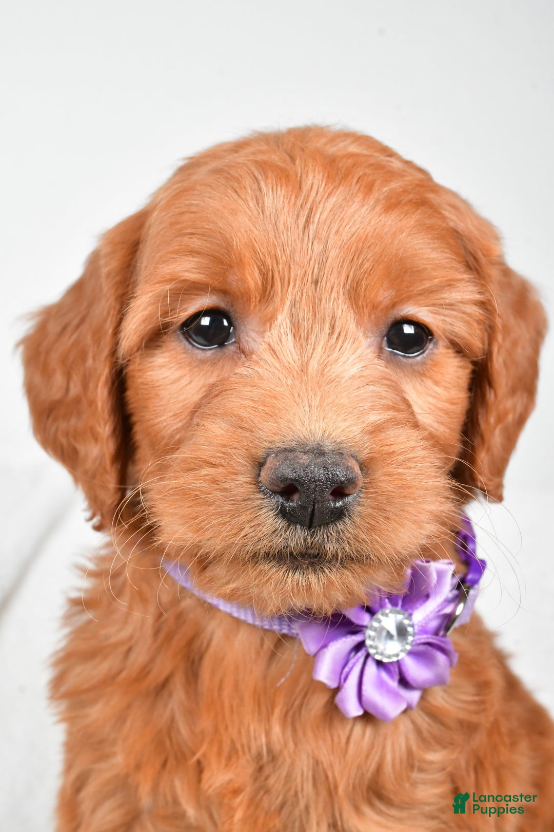 Mini Goldendoodle dogs for sale: Barb - Ad 9